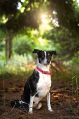 A dog sitted in a forest