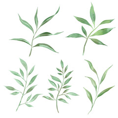 Watercolor collection of plant elements for design.png illusions
