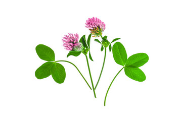 Flowers and leaves of clover on a white background