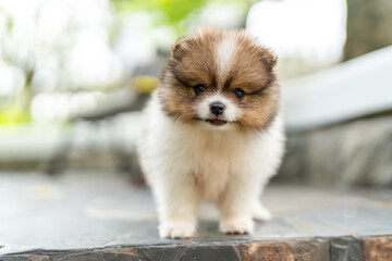 Cute dog in the meadow under sunlight at home. Pomeranian spitz dog walking on the green lawn with greenery blurred background. Fluffy beautiful dog on a sunny day. Animal life concept.