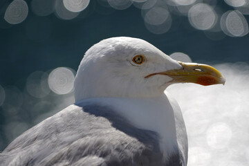 seagull portrait 