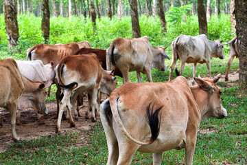 Naklejka na ściany i meble cow group on farm for eating grass
