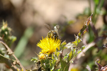 bee on flower