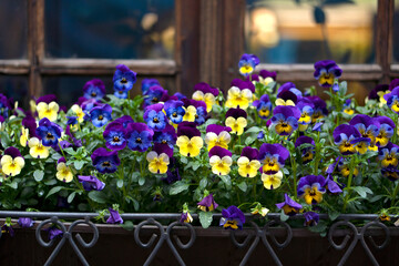 Flower bed on the windowsill of the house in airon-shod pot. Multicolored pansy flowers in the...