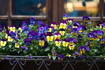Foto op Plexiglas Flower bed on the windowsill of the house in airon-shod pot. Multicolored pansy flowers in the urban landscape. © Svitlana