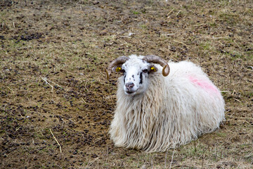 Obraz premium The Ram