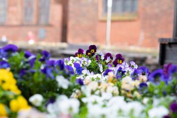 Fototapete bei efototapeten.de bestellen   