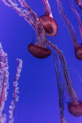 Jellyfish