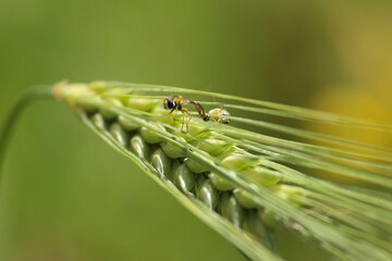 dragonfly on a leaf