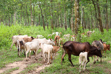 cow group on farm for eating grass