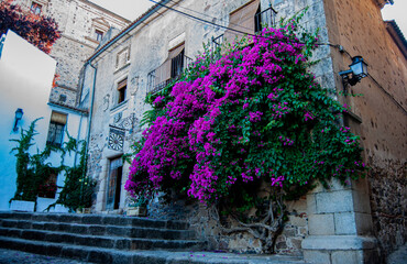 BEAUTIFUL TREE WITH FLOWERS IN CACERES, EXTREMADURA, SPAIN.