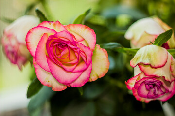 a blossoming pink roses flower