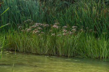 a reeds on the river water