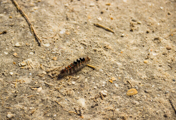 small caterpillar crawling on the sand