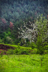 a blossoming wild apple tree near the pine forest