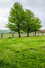 some trees near the wooden fence in the Ukrainian village