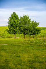 Fototapeta na wymiar some trees near the wooden fence in the Ukrainian village