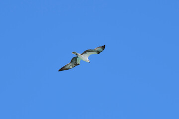 Beautiful wild bird eagle with spread wings flying high in blue sky