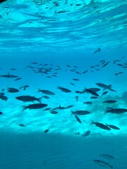 fish in the water