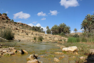 Oasis trees in the desert