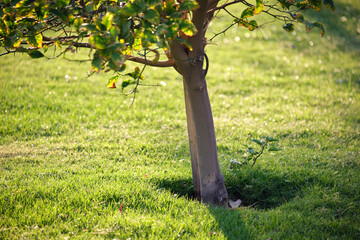 Big tree growing in green lash grass. Agriculture and gardening