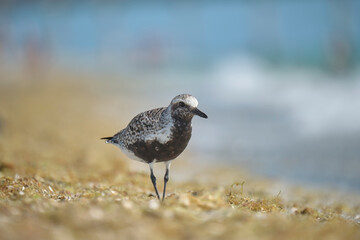 Black-Bellied Plover wild sea birdlooking for food on seaside in summer