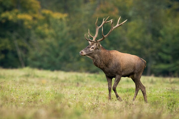 Naklejka na ściany i meble Red deer, cervus elaphus, walking on grassland in autumn nature from side. Stag moving on green field in fall. Brown mammal with antlers marching on meadow.