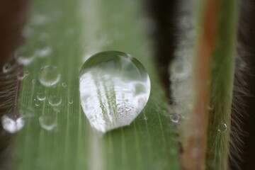 dew on a leaf