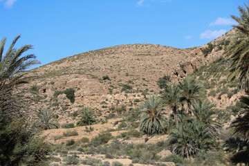 Fototapeta na wymiar Oasis trees in the desert