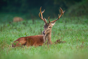 Naklejka na ściany i meble Red deer, cervus elaphus, lying on green grassland in autumn nature. Antlered stag resting on field in fall. Brown mammal inactive with open mouth on pasture.