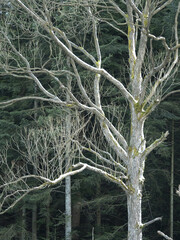 Drzewo na tle lasu - obrazy, fototapety, plakaty