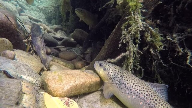 Lazy Brown Trout and Cutthroat Trout in a Snag Hole in the River