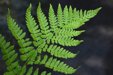 Fototapeta na wymiar Spring fern leaf in european wild forest background. Macro lush photo