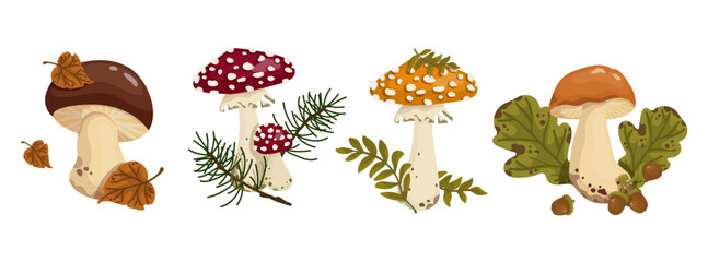Set of mushrooms with autumn leaves, acorns, spruce branches. Cartoon vector graphics.