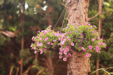 Kwiaty na drzewie