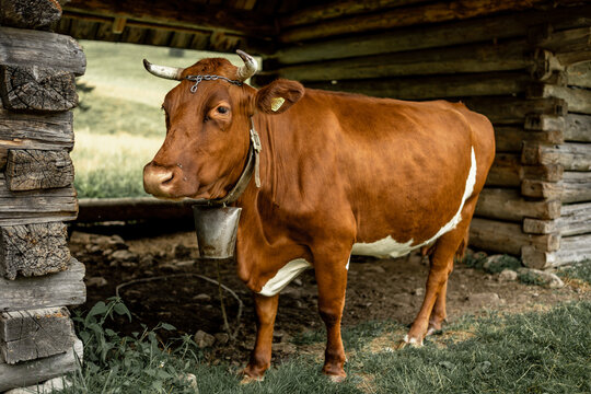 A cow in the Polish mountains - an idyllic image of the countryside