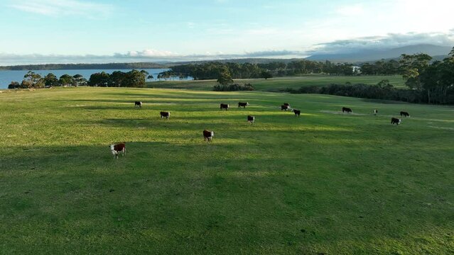 organic, regenerative, sustainable agriculture farm producing stud wagyu beef cows. cattle grazing in a paddock. cow in a field on a ranch