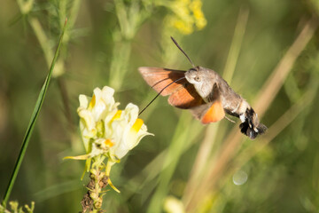 Taubenschwänzchen an einer gelben Blüte © Aloisia