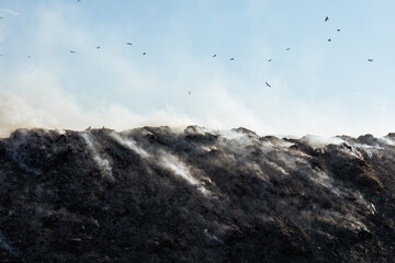 Birds flying over landfill