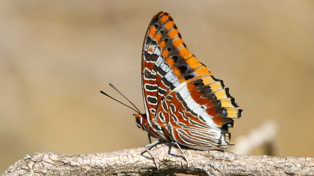 Two-tailed Pacha