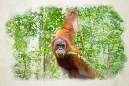 Orangutan, digital watercolor illustration. Digital painting of wild  orangutan in jungle rainforest of Bukit Lawang, North Sumatra, Indonesia.	