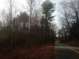 Fototapeta premium road in the woods