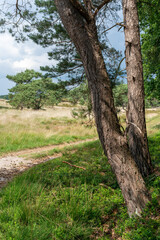 Pine trees along track on Veluwe near Hoog Soeren in The Netherlands.