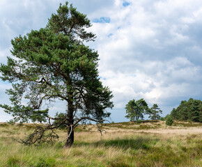 Obraz premium Pine trees along track on Veluwe near Hoog Soeren in The Netherlands.