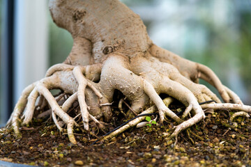 Bonsai tree root, exposed surface roots and the underground root structure