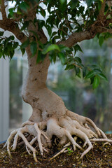 Bonsai tree root, exposed surface roots and the underground root structure