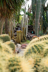 Fototapeta na wymiar Different types of cactus in a Botanic garden.
