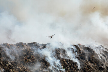 Birds flying over landfill