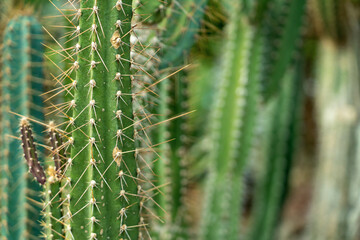 Cactaceae Cleistocactus baumannii, fresh grown, with spines.
