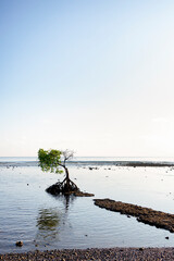 Mangrove tree on the beach